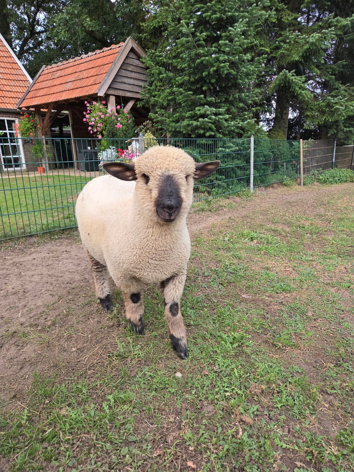 Hampshire ram, Dieren en Toebehoren, Mannelijk, Schaap