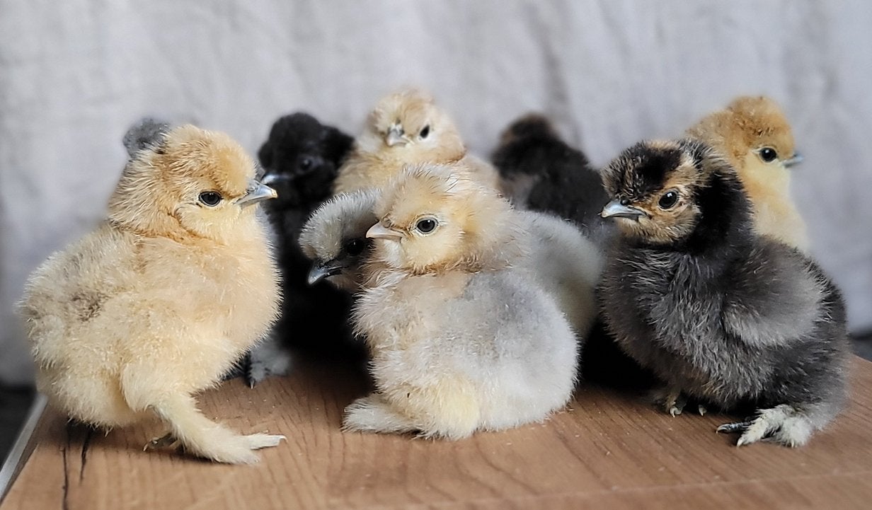 Zijdehoen kuikens uitgekomen op 1 juli🐣, Geslacht onbekend, Kip