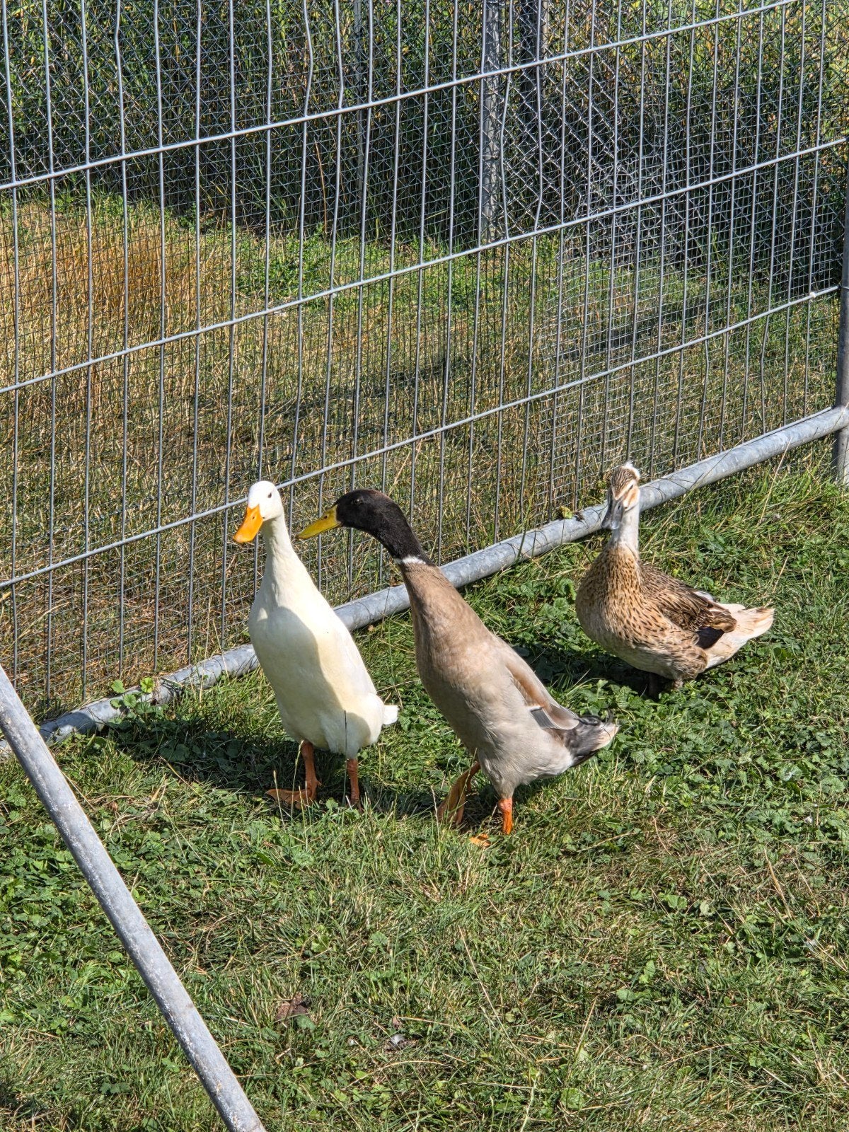 mooie loopeenden, Dieren en Toebehoren, Meerdere dieren, Eend