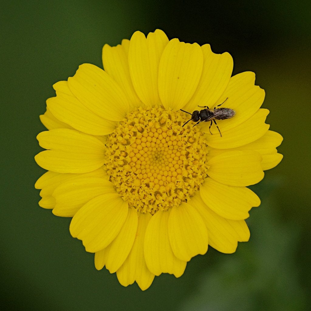 Zaden gele ganzenbloem (Glebionis segetum) - inheems, bio, Ophalen of Verzenden, Voorjaar, Volle zon, Zaad