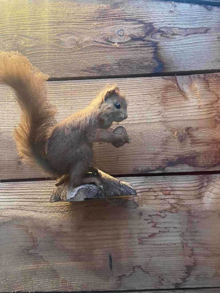 Eekhoorn, Ophalen of Verzenden, Zo goed als nieuw, Wild dier, Beeldje of Figuurtje