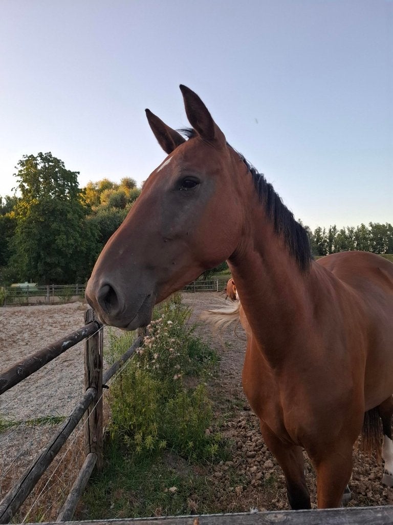 3 jarige merrie, Dieren en Toebehoren, Paarden, Merrie, Springpaard, 3 tot 6 jaar, Onbeleerd