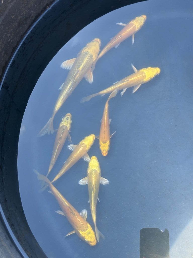 8x Yamabuki – Eigen Kweek, Dieren en Toebehoren, Karper of Koi