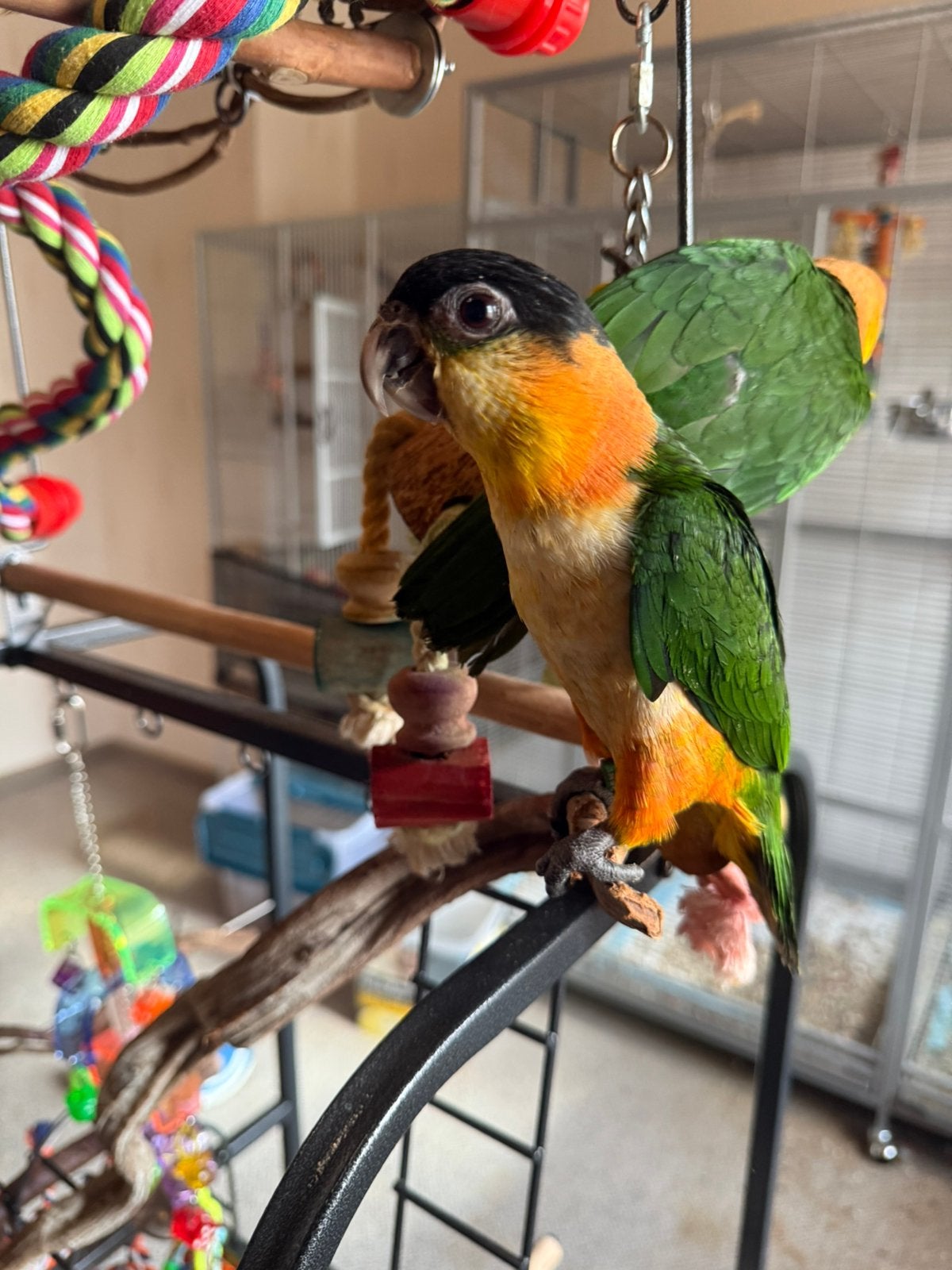 2 zwartkop caique baby, Dieren en Toebehoren, Vogels | Parkieten en Papegaaien, Geslacht onbekend, Papegaai, Tam