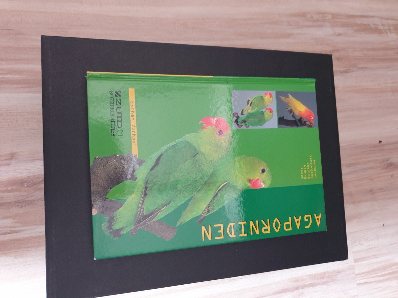 Agaporniden vogelboek, Mannelijk, Parkiet