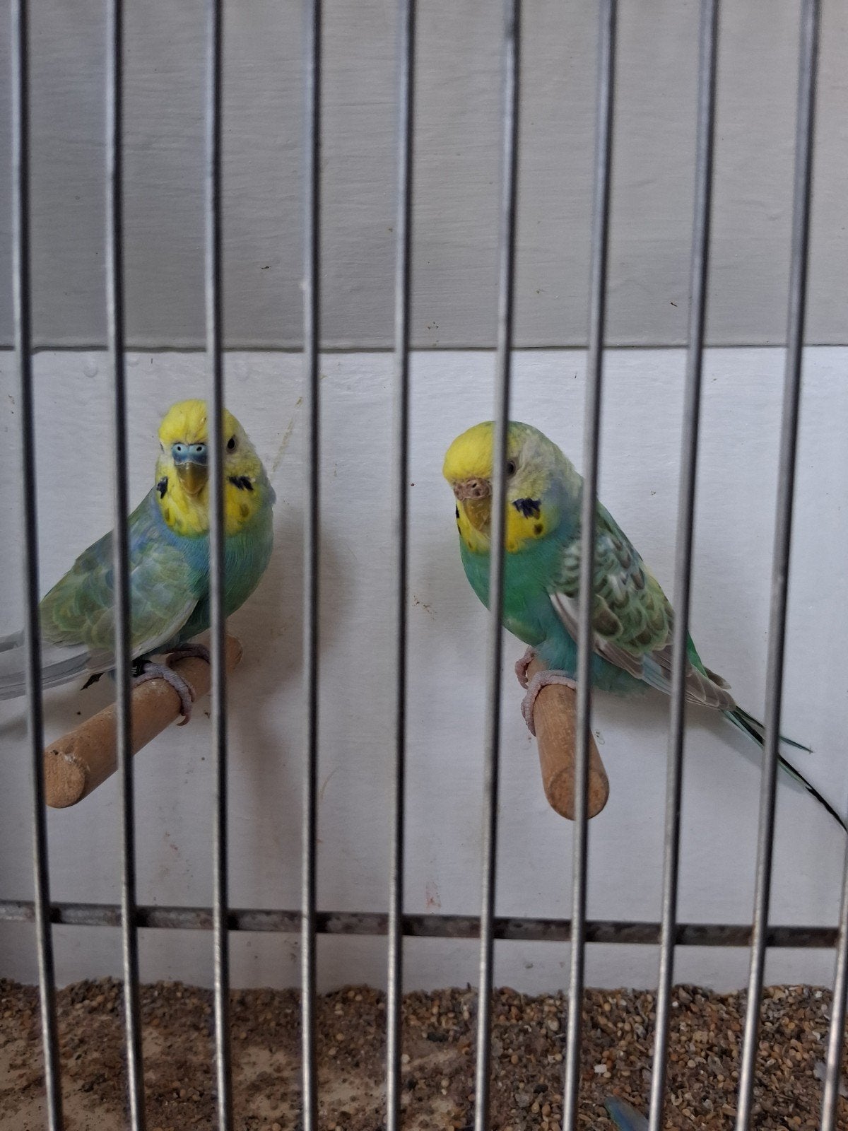 regenboog grasparkieten, Meerdere dieren, Parkiet, Geringd