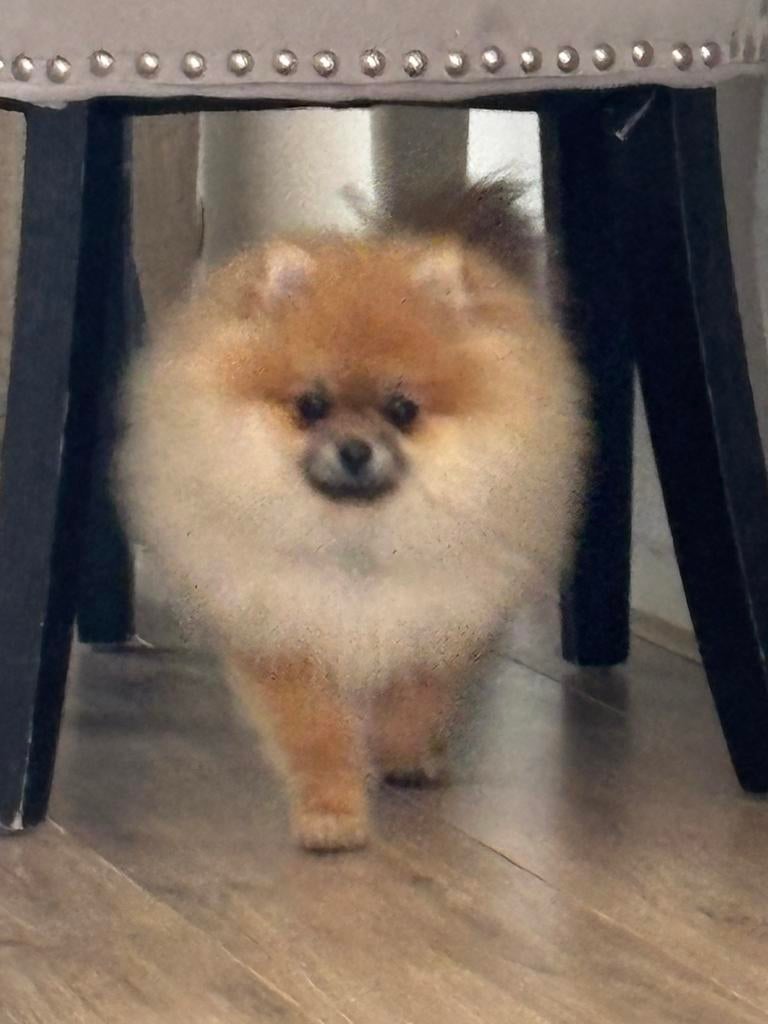 Pomperiaan pup, Particulier, 15 weken tot 1 jaar, Reu, Buitenland