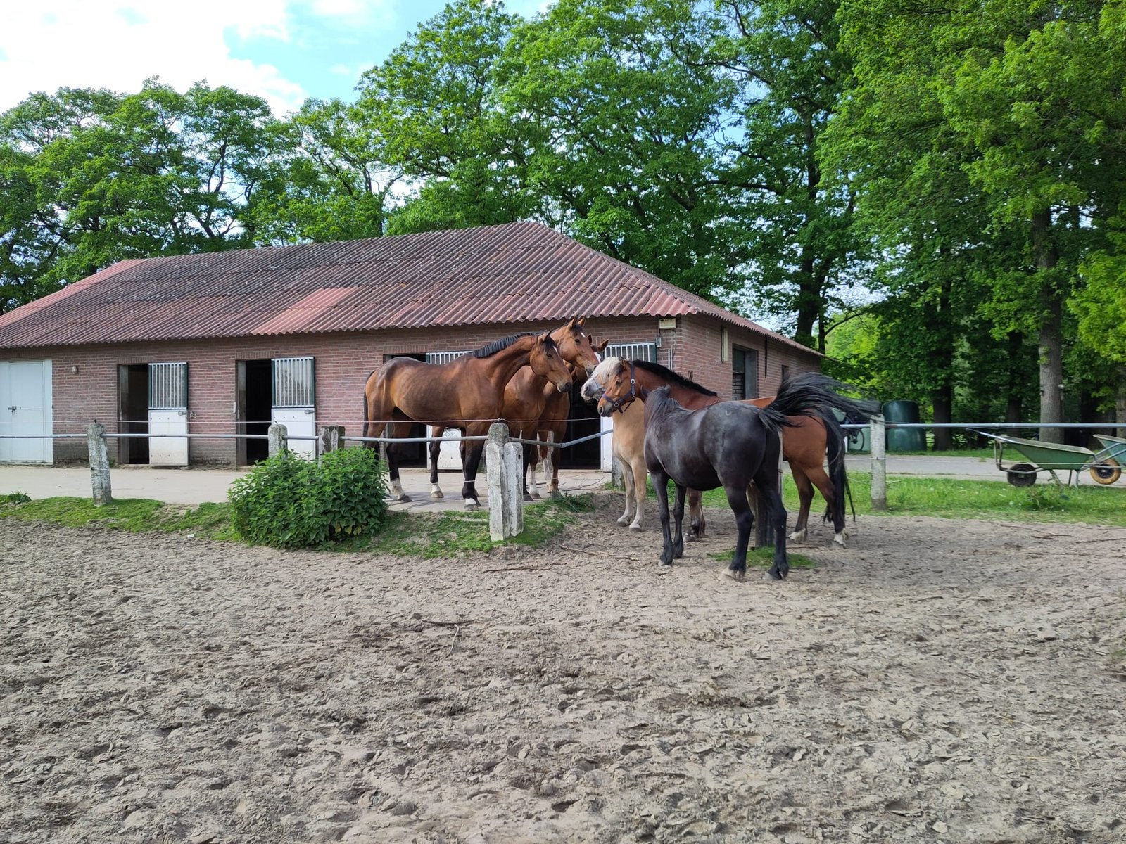 Plekje vrij op onze stal., Weidegang