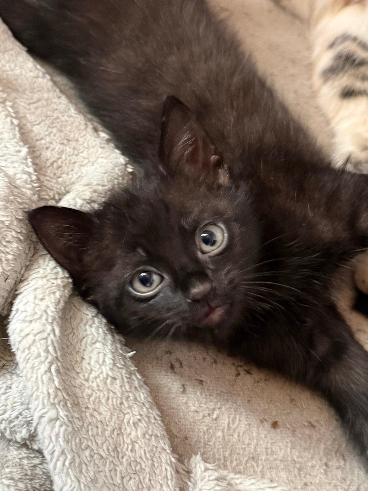 Boerderijkittens supertamen zindelijk, Meerdere dieren, Ontwormd, 0 tot 2 jaar