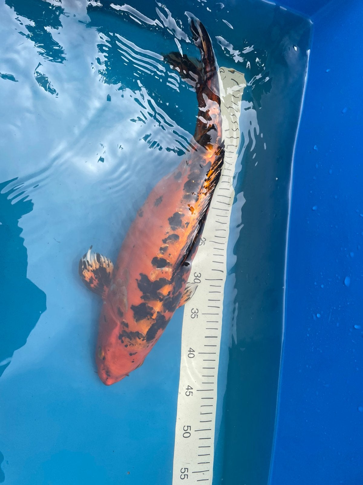 Intratuin koi te koop, Dieren en Toebehoren, Vissen | Vijvervissen, Karper of Koi