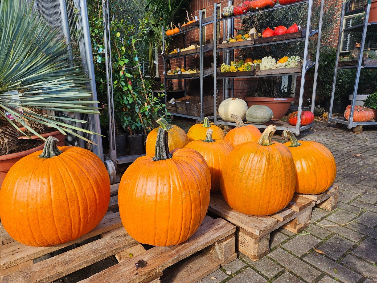 De laatste pompoenen! Eetbare of decoratief: 50% korting, Ophalen, Eenjarig, Overige soorten, Volle zon