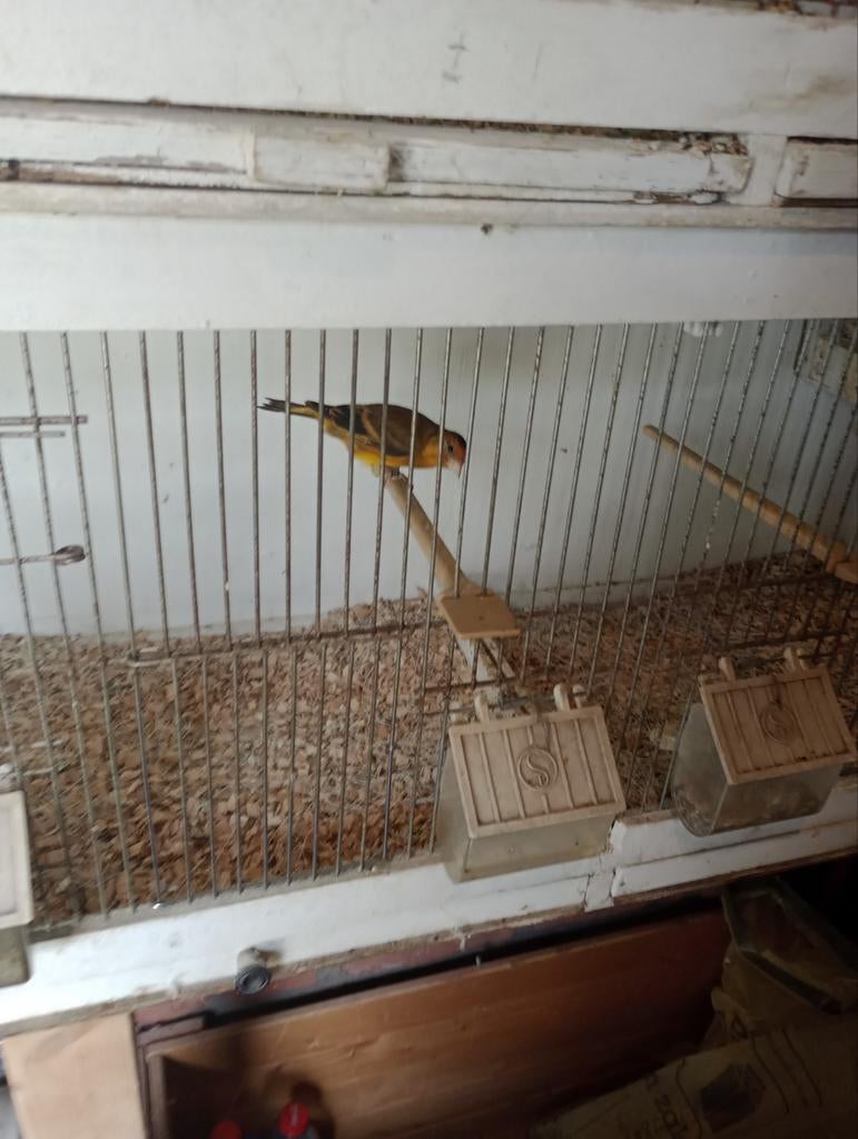 Te koop  putter pop, Dieren en Toebehoren, Vogels | Kanaries, Vrouwelijk, Bastaard
