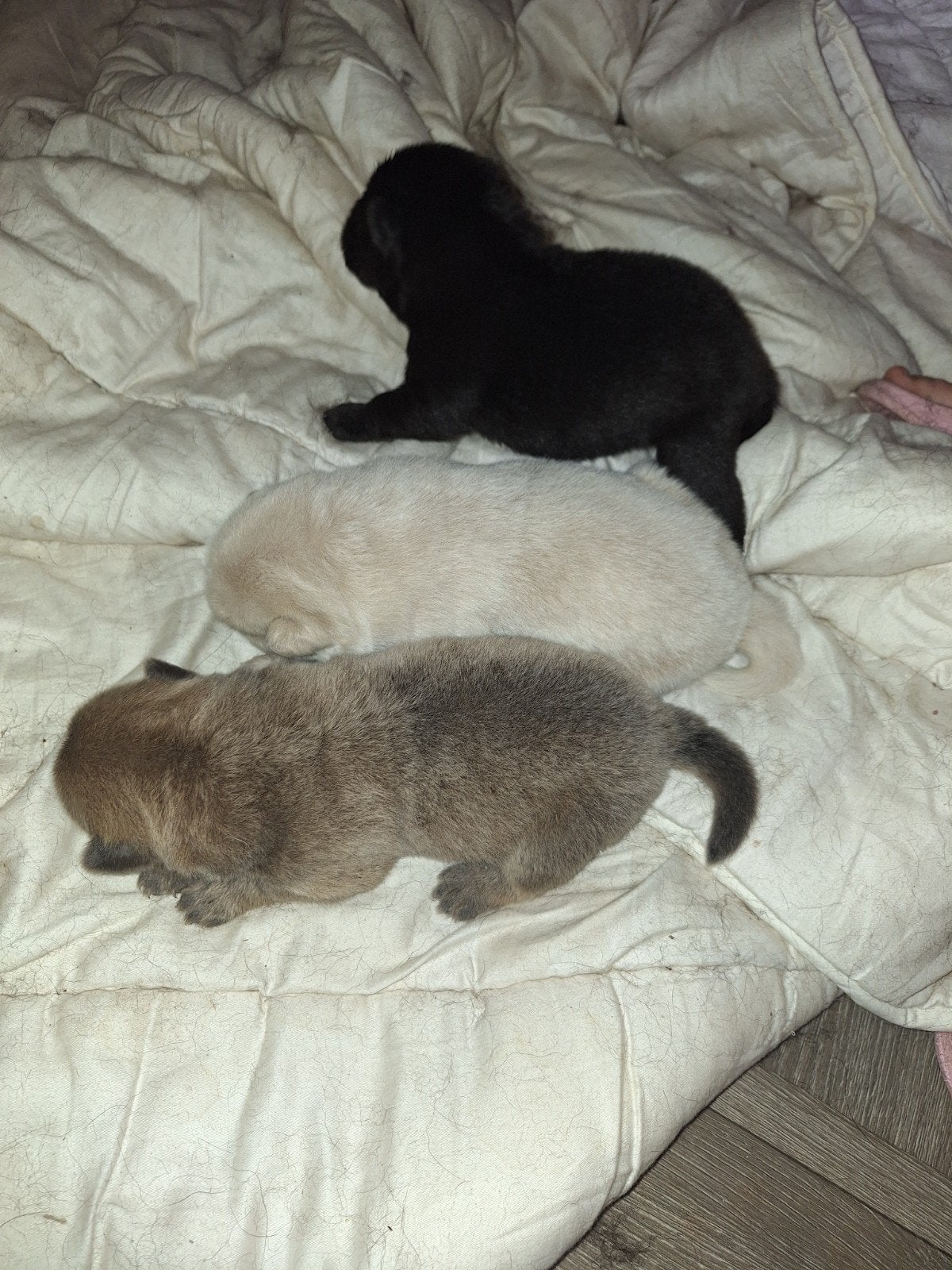 thuisnestje chow chow pups, 8 tot 15 weken, Meerdere, Meerdere dieren, Nederland