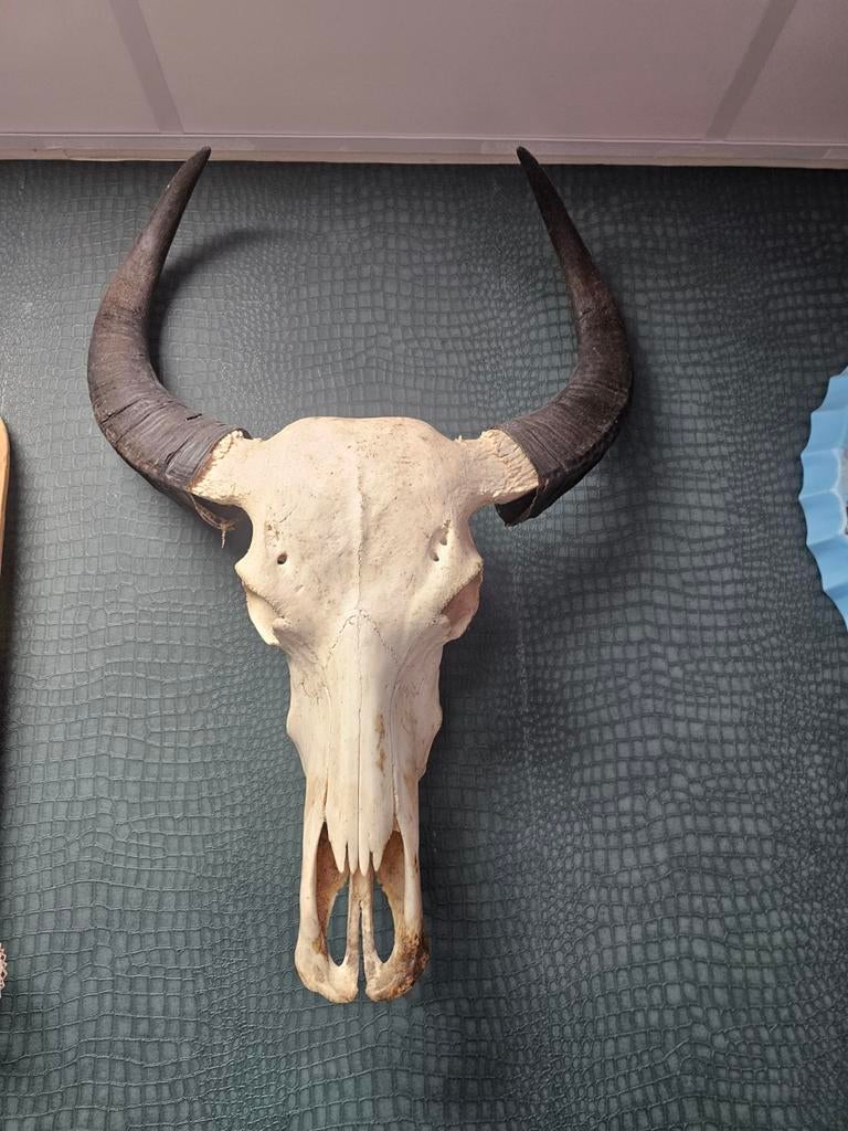 Echte buffelschedel voor aan de muur - Uniek decoratiestuk, Ophalen, Gebruikt, Boerderijdier, Schedel