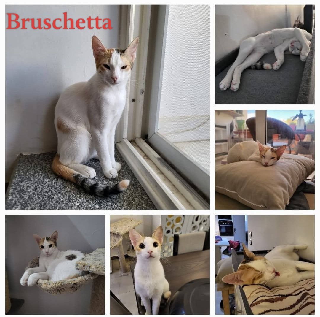 Verschillende katjes ter adoptie!, Meerdere dieren
