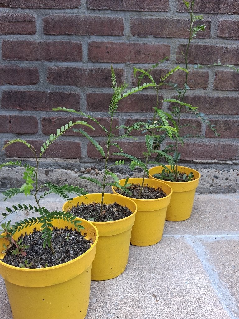 gleditsia triacanthos (valse christusdoorn), Tuin en Terras, Halfschaduw, Overige soorten, Lente, Minder dan 100 cm