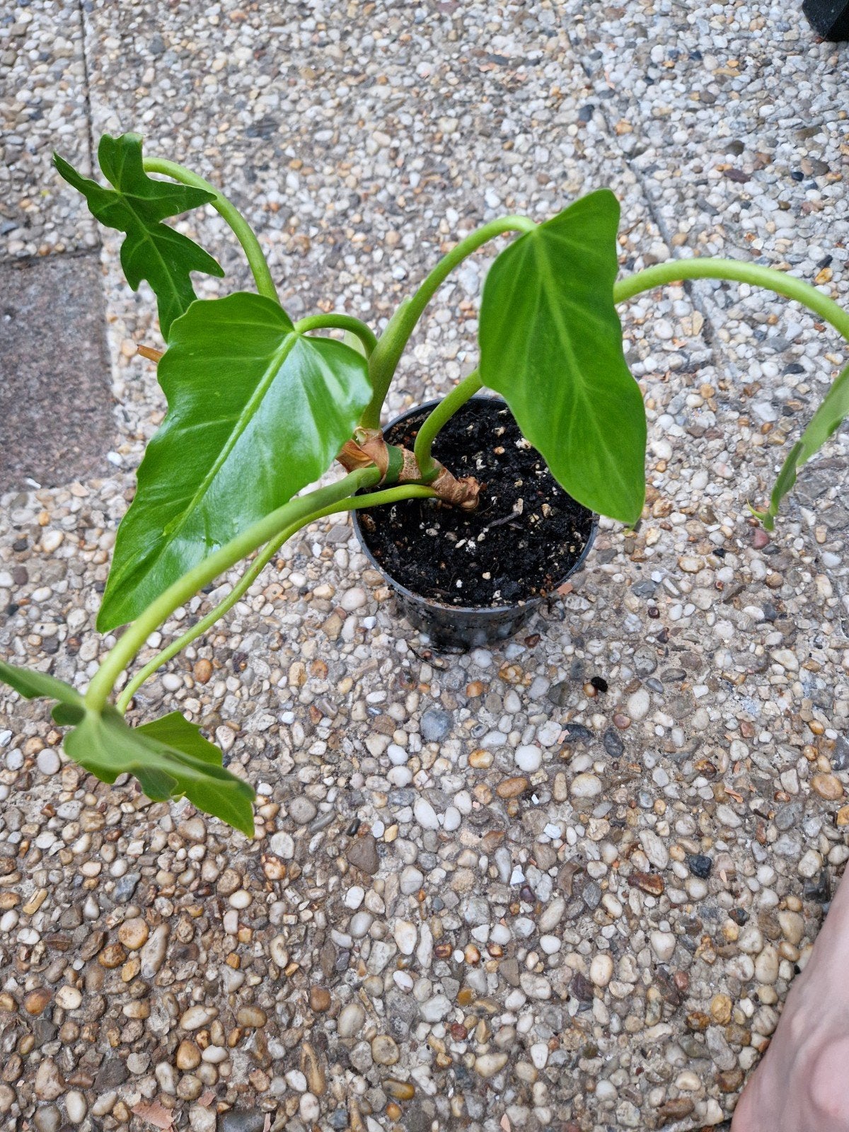 Philodendron radiatum, Ophalen, Halfschaduw, Minder dan 100 cm