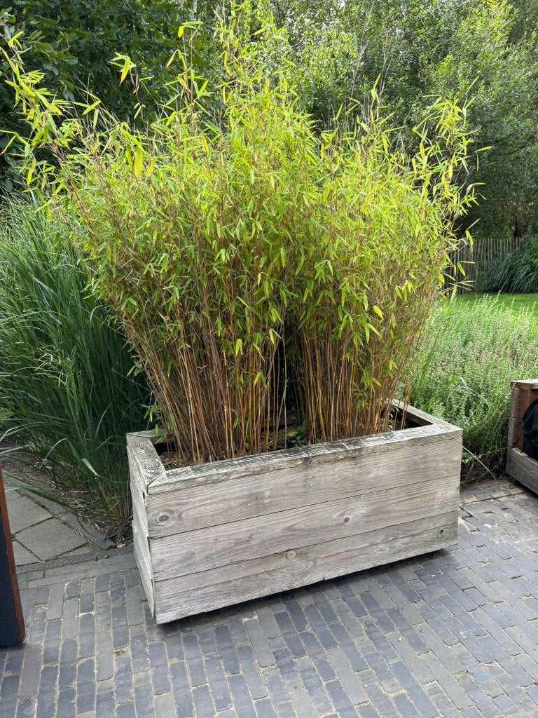 Bamboo in houten bak | Gratis bak erbij | +/- 180 hoog, Vaste plant, Bloeit niet, Halfschaduw, Ophalen
