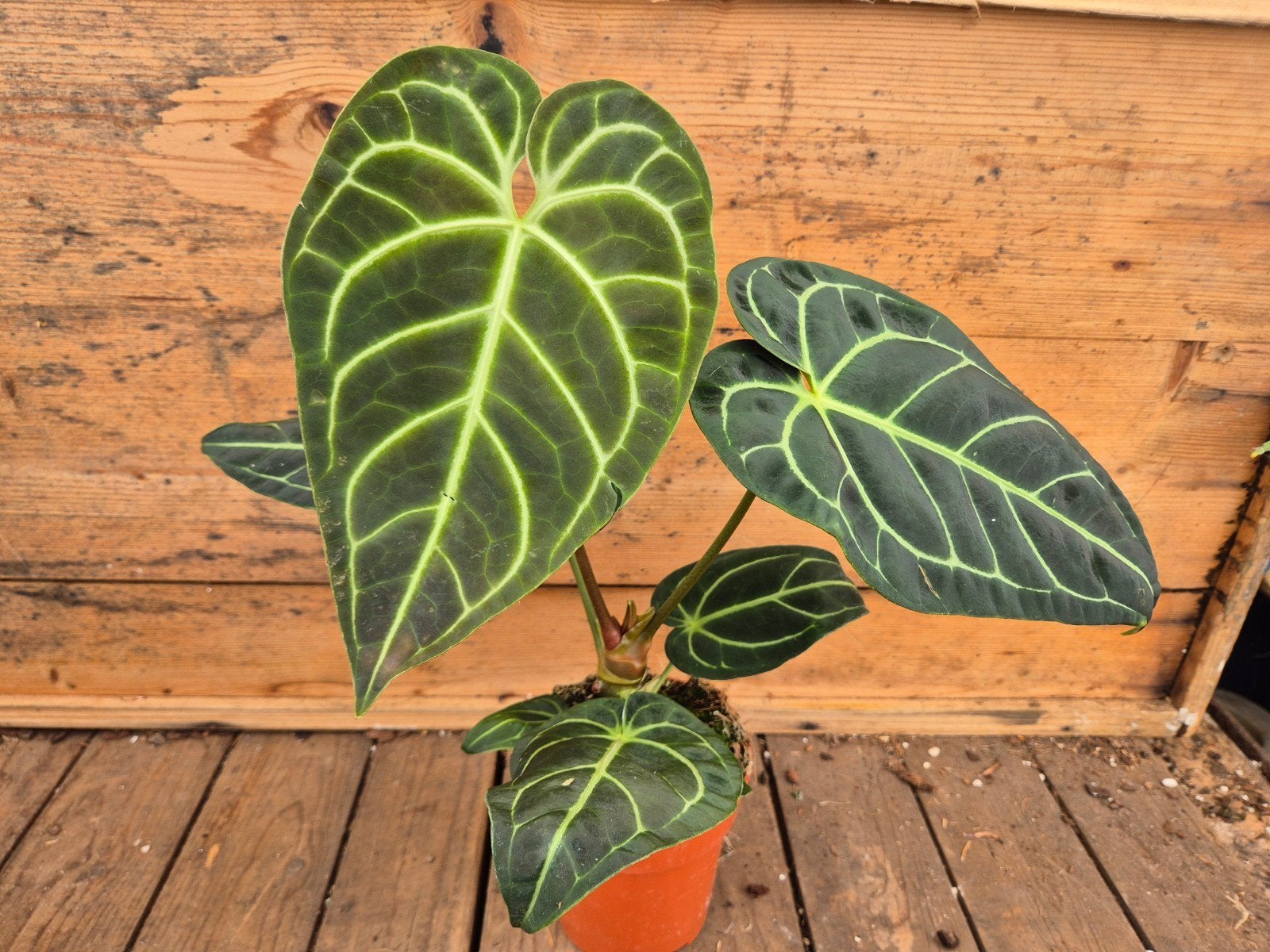 Anthurium Regale p12 (3), Huis en Inrichting, Ophalen of Verzenden, Halfschaduw, Minder dan 100 cm