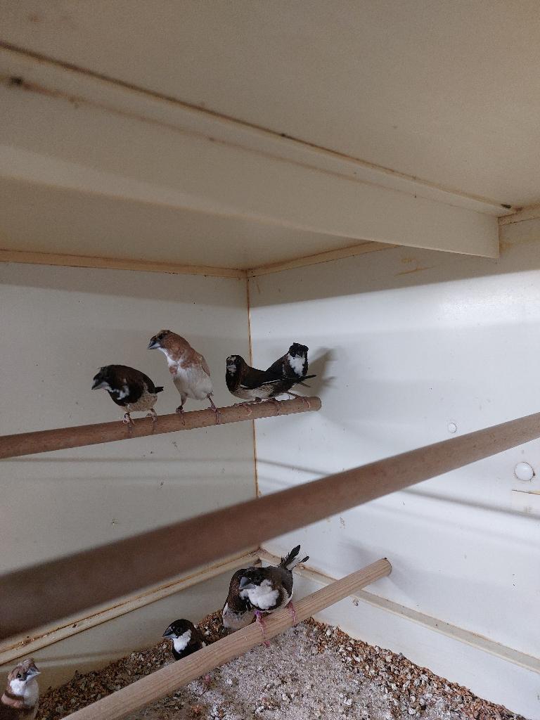 Japanse meeuwen, Dieren en Toebehoren, Vogels | Overige Vogels, Meerdere dieren, Tropenvogel, Geringd