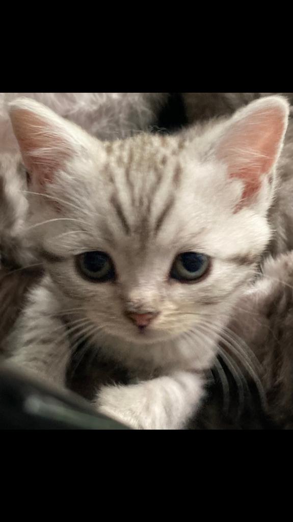 Prachtige Silver Tabby kittens, Meerdere dieren, Ontwormd, 0 tot 2 jaar
