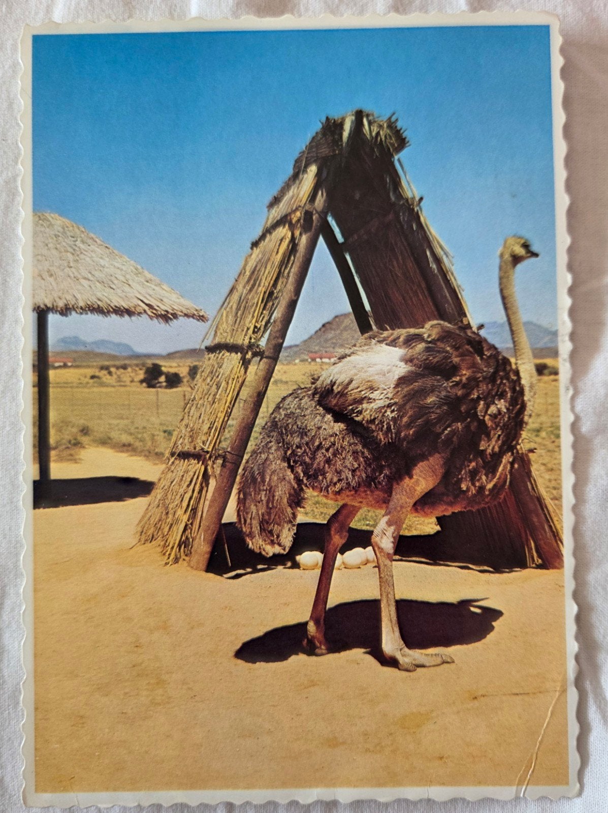 Struisvogel met Eieren, Afrika, Verzenden, 1980 tot heden, Gelopen, Vogel