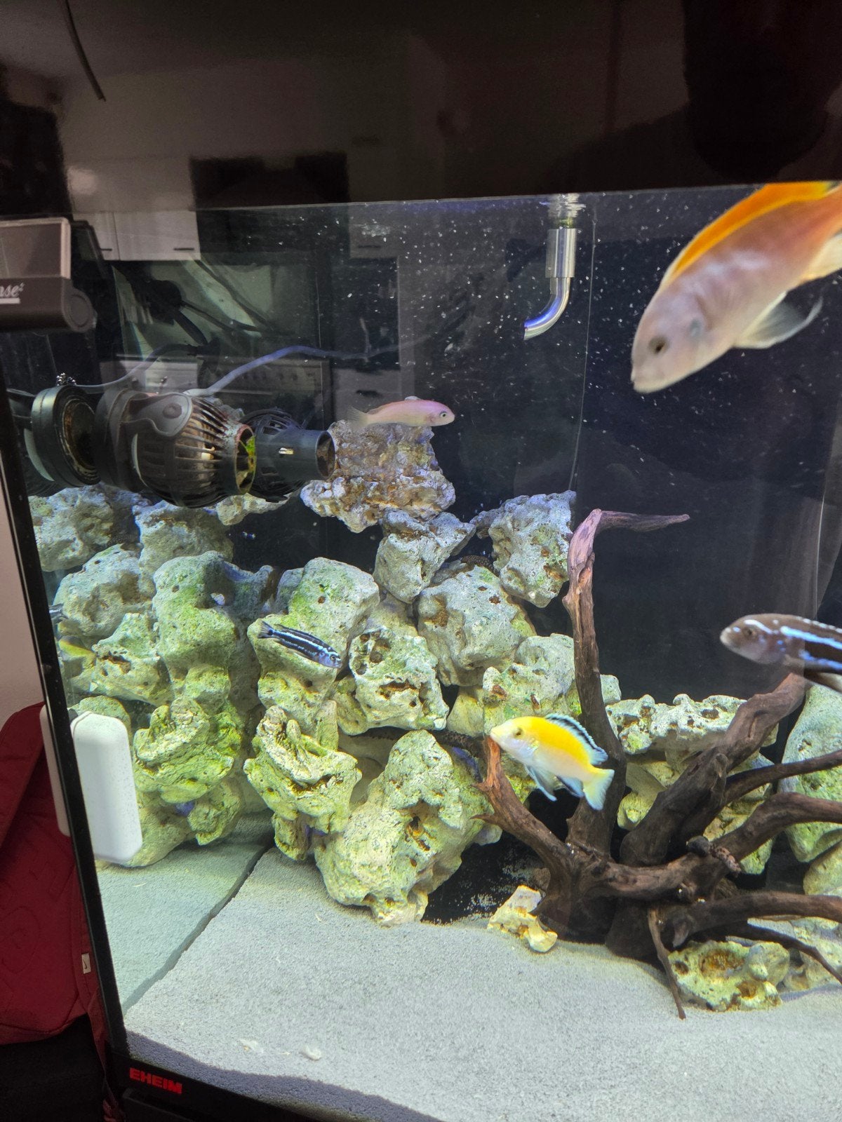 eheim aquarium 250 litter, Ophalen, Inclusief vissen, Eheim, Gevuld zoetwateraquarium