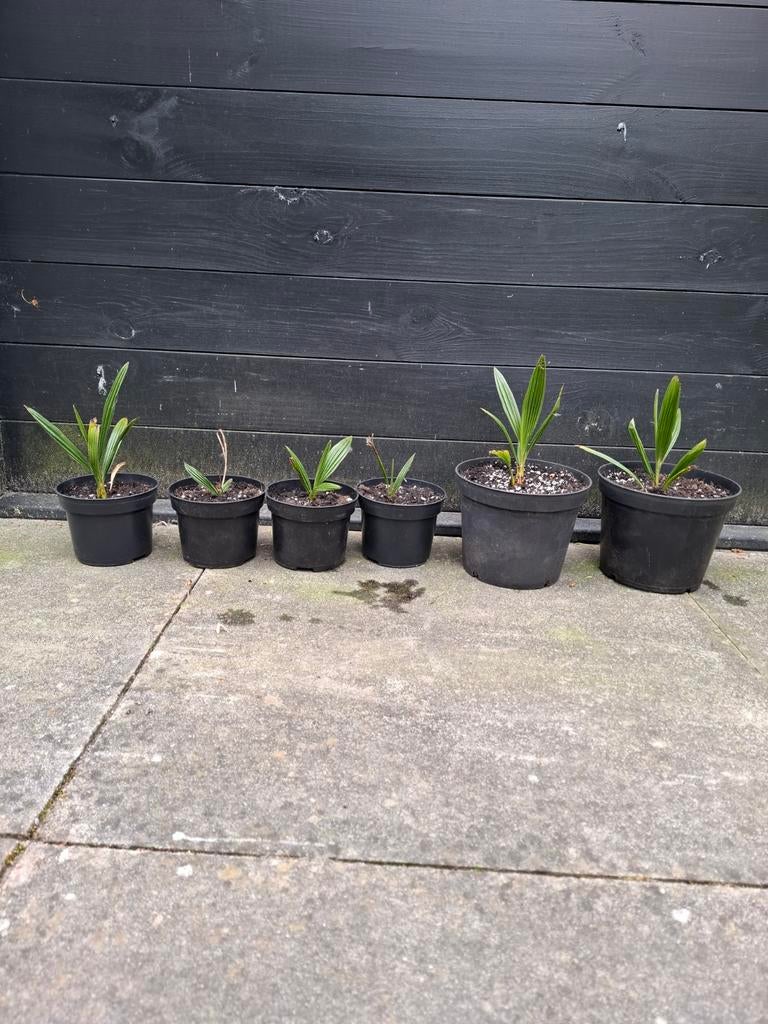 Palmboom Trachycarpus fortunei zaailingen, Ophalen, Overige soorten, Volle zon