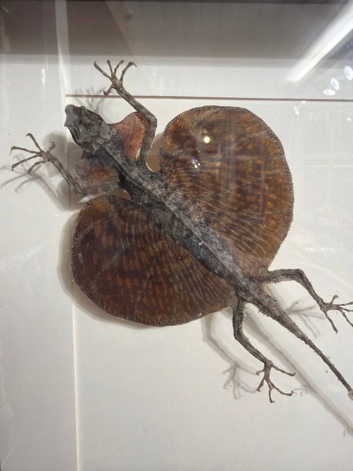 Opgezette vliegende draak in lijst - Draco volans, Verzamelen, Ophalen of Verzenden, Nieuw, Reptiel of Amfibie, Opgezet dier