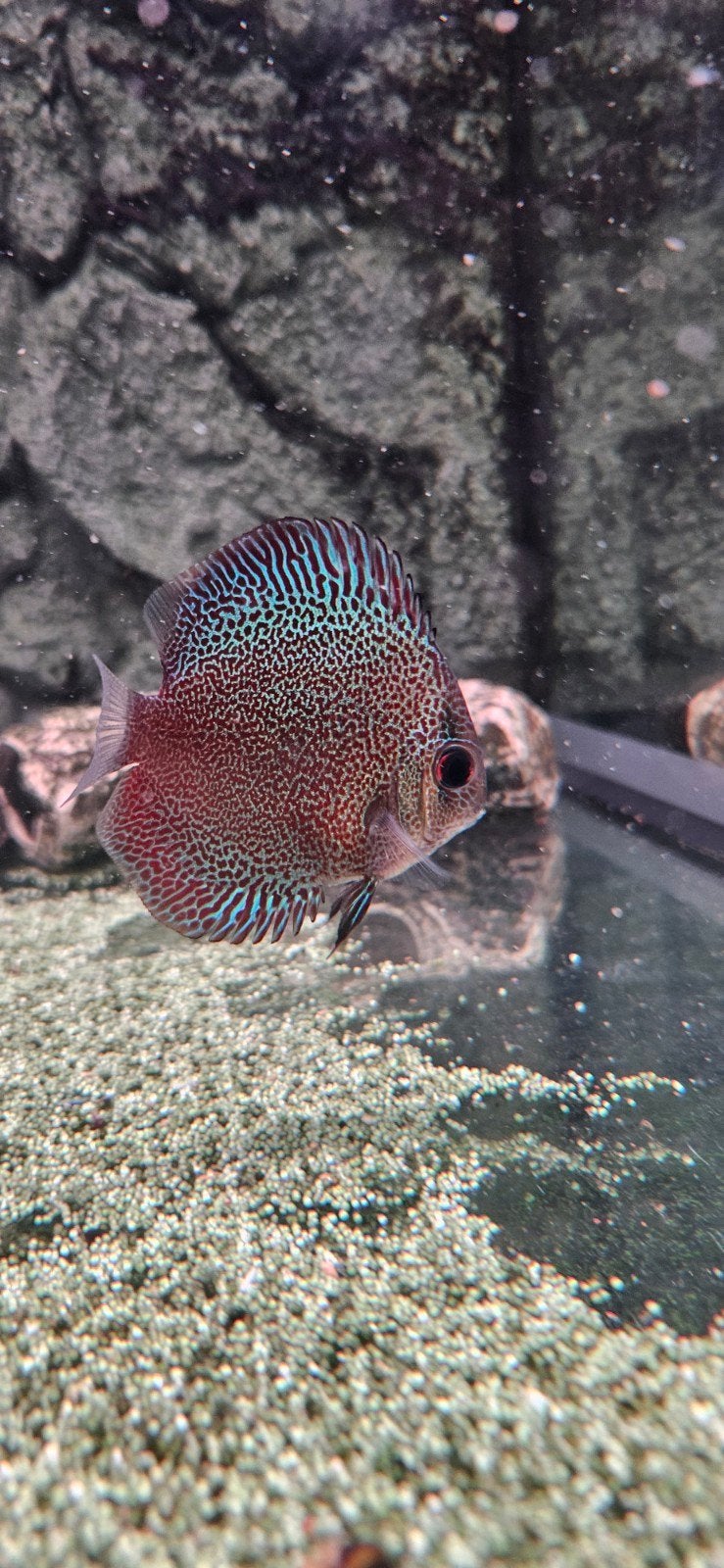 Super panthera discus, Vis