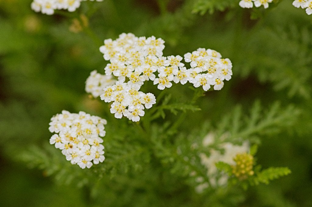Zaden duizendblad (Achillea millefolium) - inheems, bio, Ophalen of Verzenden, Najaar, Volle zon, Zaad