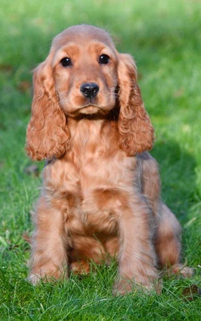 GEZOCHT!! Engelse cocker spaniel goud/rood, Dieren en Toebehoren, 8 tot 15 weken, Geslacht onbekend, Parvo, Eén hond