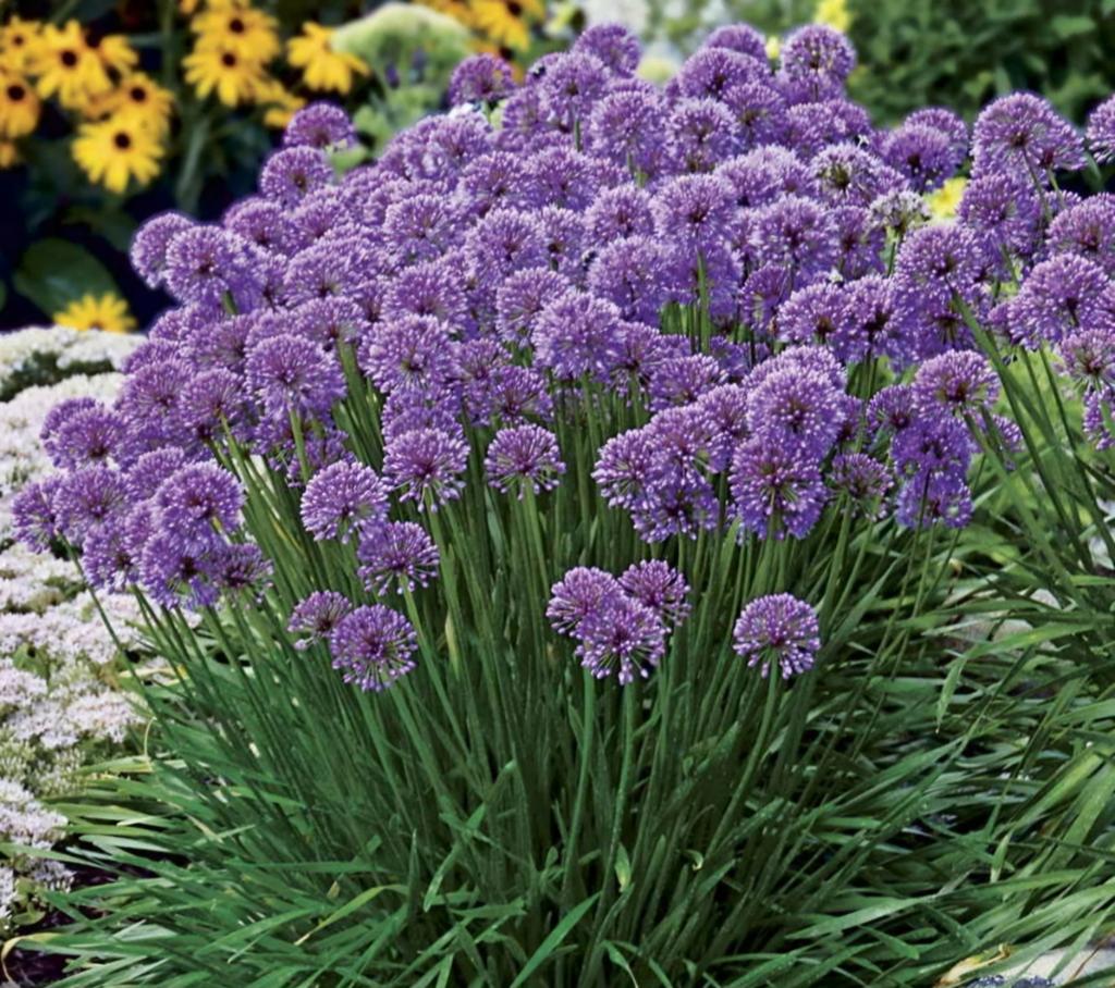 Allium millennium, Tuin en Terras, Ophalen, Overige soorten, Volle zon