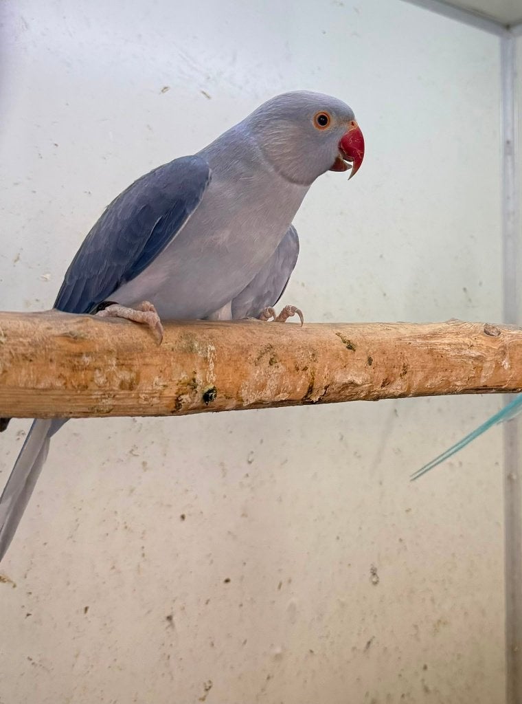 kweekkoppel halsbandparkieten opaline butterkop wkws, Dieren en Toebehoren, Meerdere dieren, Parkiet