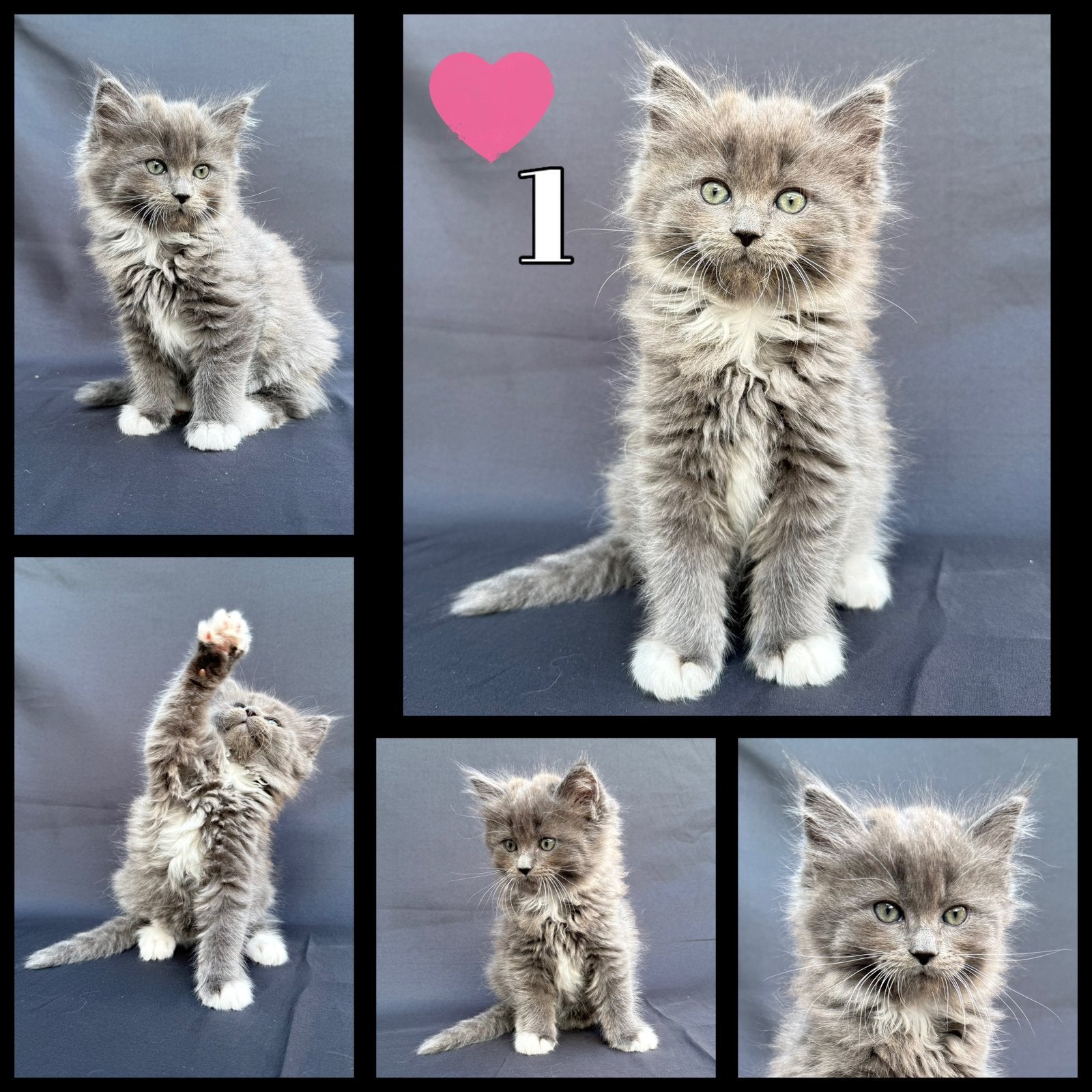 5 prachtigs Maine Coon x Ragdoll kittens ( Ragcoon ), Meerdere dieren, Ontwormd