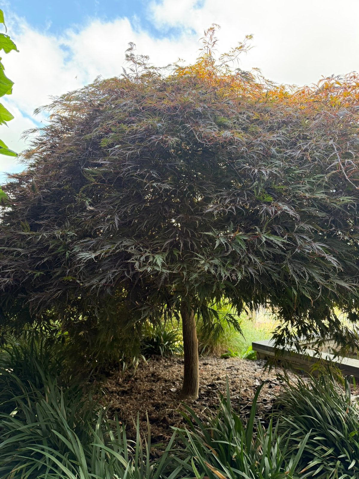 Japanse esdoorn, Ophalen, Halfschaduw, Overige soorten, 100 tot 250 cm