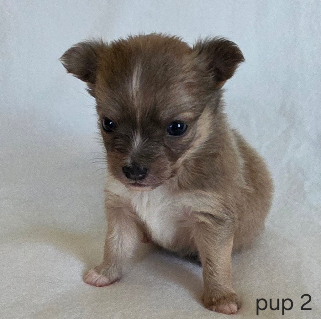 Chihuahua pups, Dieren en Toebehoren, Honden | Chihuahua's en Gezelschapshonden, België, Particulier, 8 tot 15 weken, Parvo