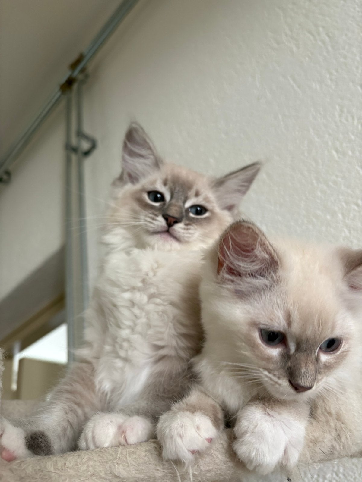 1 poesje & 1 katertje ragdoll kittens mogen weg!, Dieren en Toebehoren, Katten en Kittens | Raskatten | Korthaar, Meerdere dieren