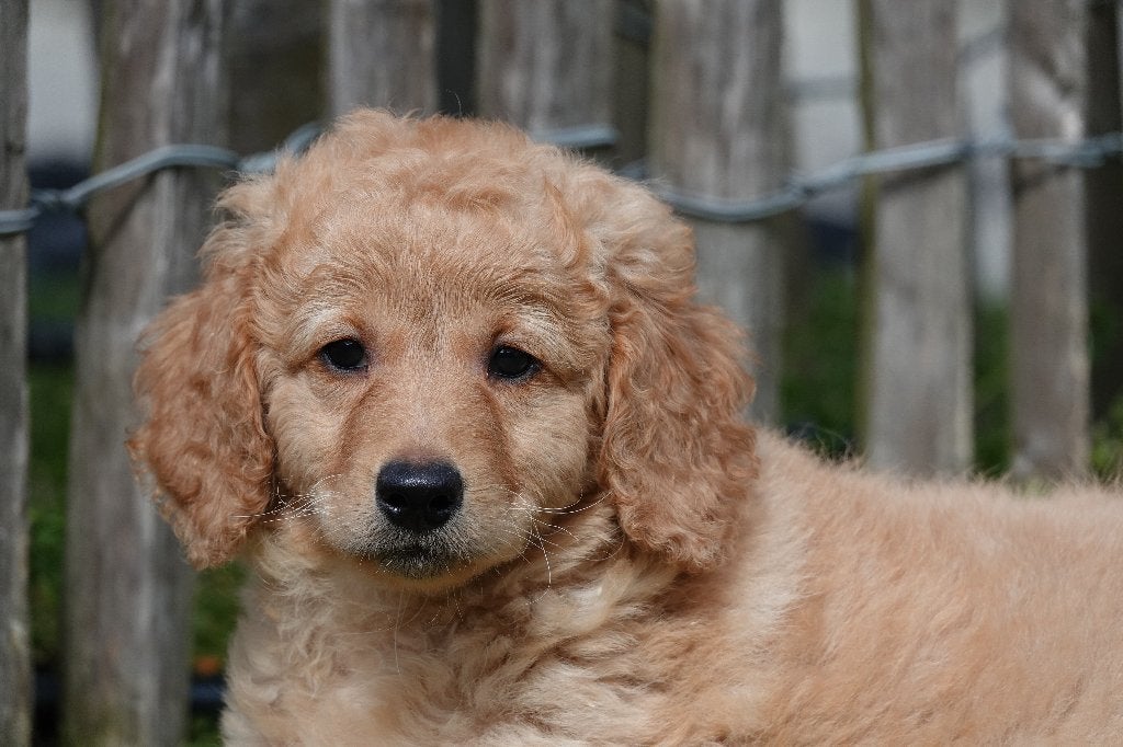 Abrikoze Labradoodle pups (type labrador), met stamboom, Parvo, België, 15 weken tot 1 jaar, Overige rassen
