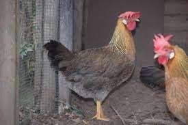 Leghorn Patrijs hennen, Vrouwelijk, Kip