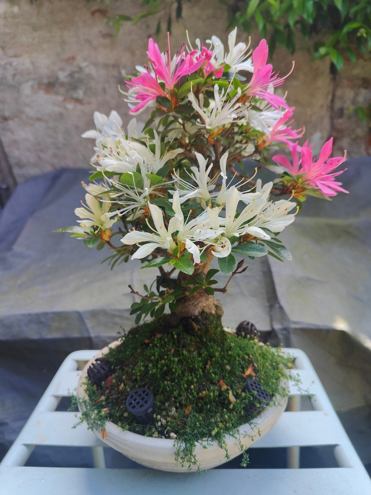 Compacte Shohin Azalea Bonsai met dikke stam, Ophalen, Zomer, Vaste plant, Halfschaduw