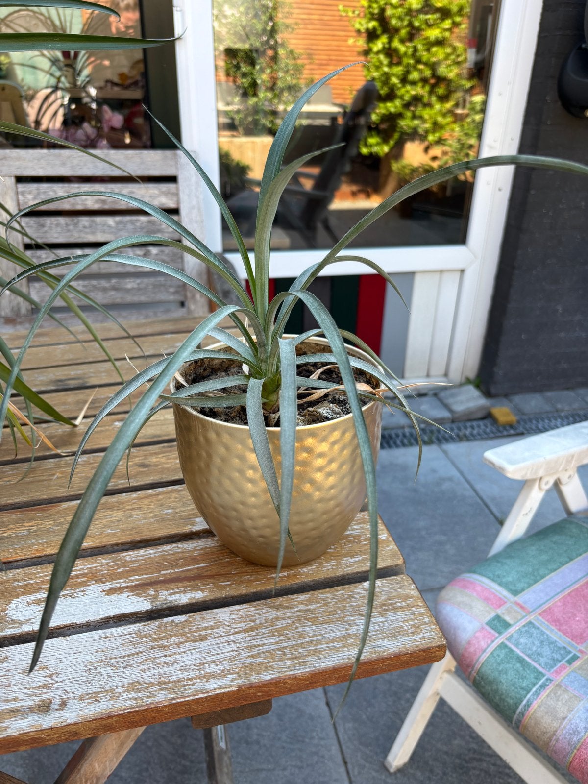 Kleine Ananasplant, Ophalen, Fruitplant, In pot, Minder dan 100 cm