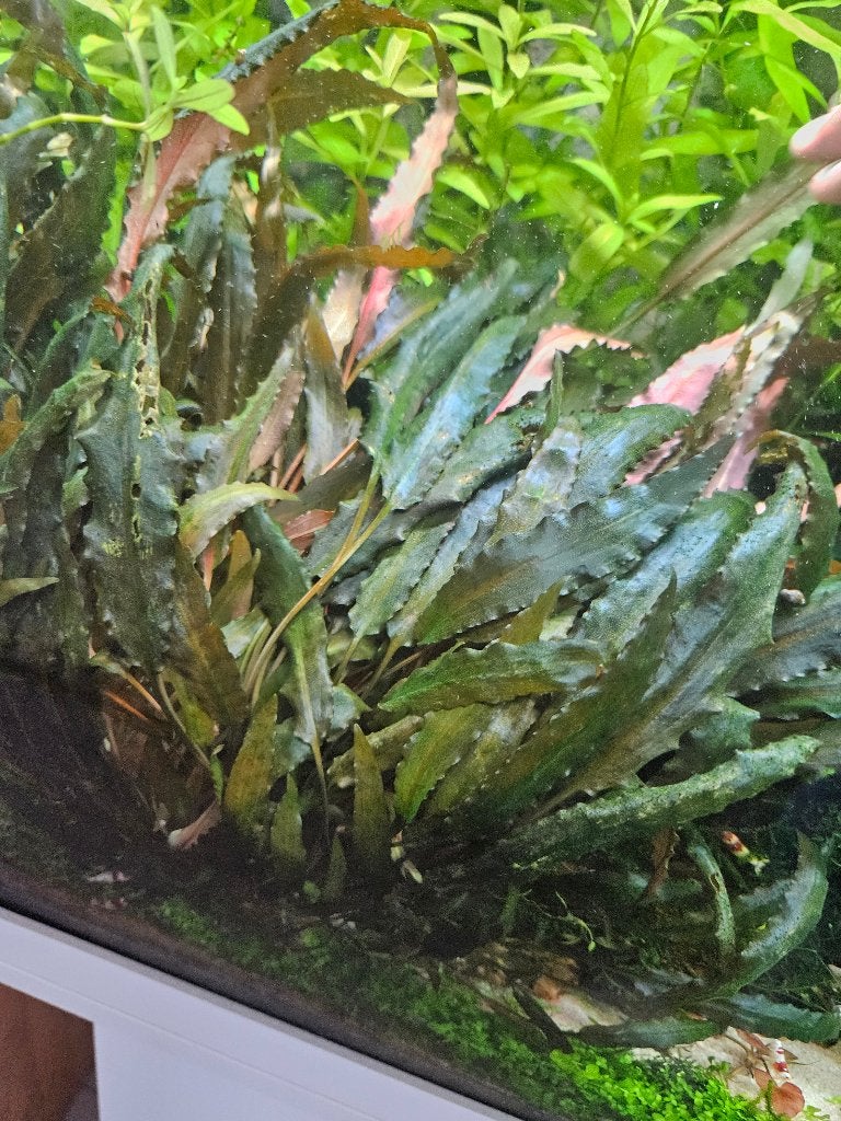 Cryptocoryne Becketti | Sterke aquariumplant, Ophalen of Verzenden, Nieuw, Plant(en), Steen of Hout