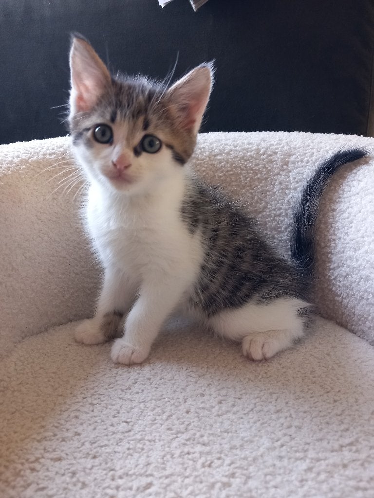 3 prachtige kittens te koop, kruising blauwe rus, Dieren en Toebehoren, Meerdere dieren, Ontwormd, 0 tot 2 jaar