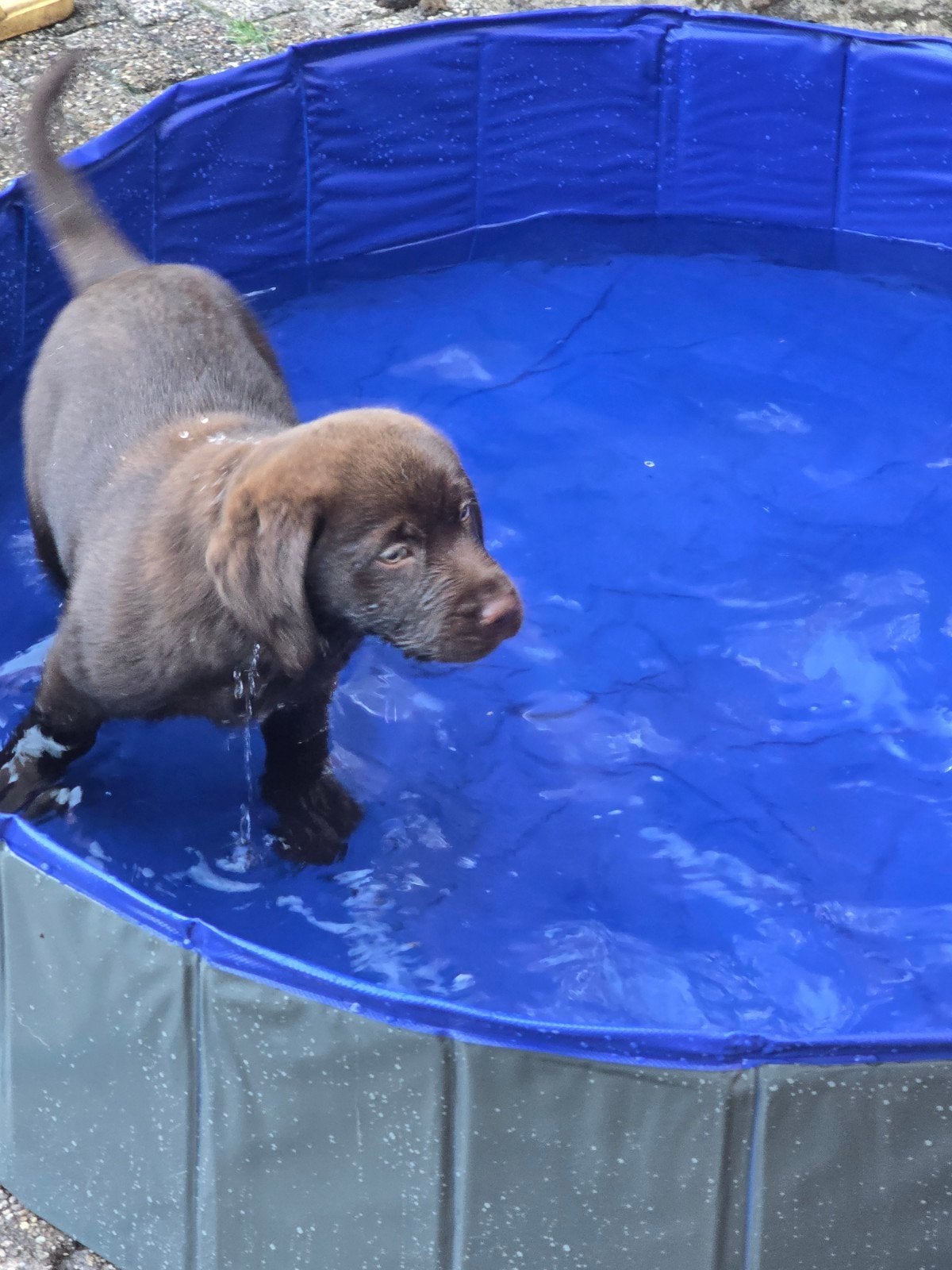 Twee Choco bruine Labrador pups, Dieren en Toebehoren, Honden | Retrievers, Spaniëls en Waterhonden, Parvo, 8 tot 15 weken, Labrador retriever