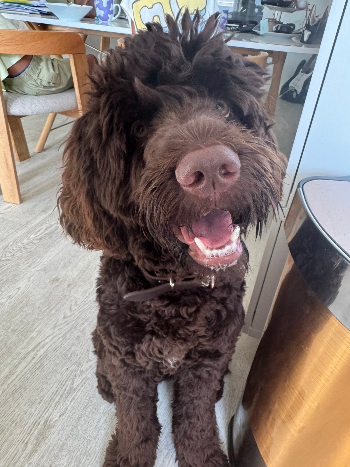 Prachtige jonge Labradoodle reu zoekt een liefdevol thuis, 15 weken tot 1 jaar, Parvo, Eén hond, Nederland