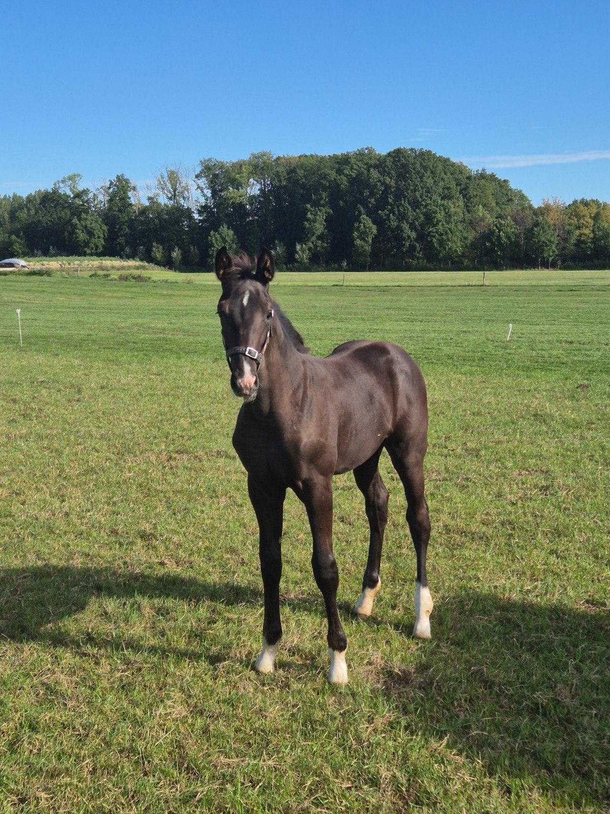 kwpn hengstveulen, Dieren en Toebehoren, Dressuurpaard, 0 tot 2 jaar, Hengst, 170 tot 175 cm