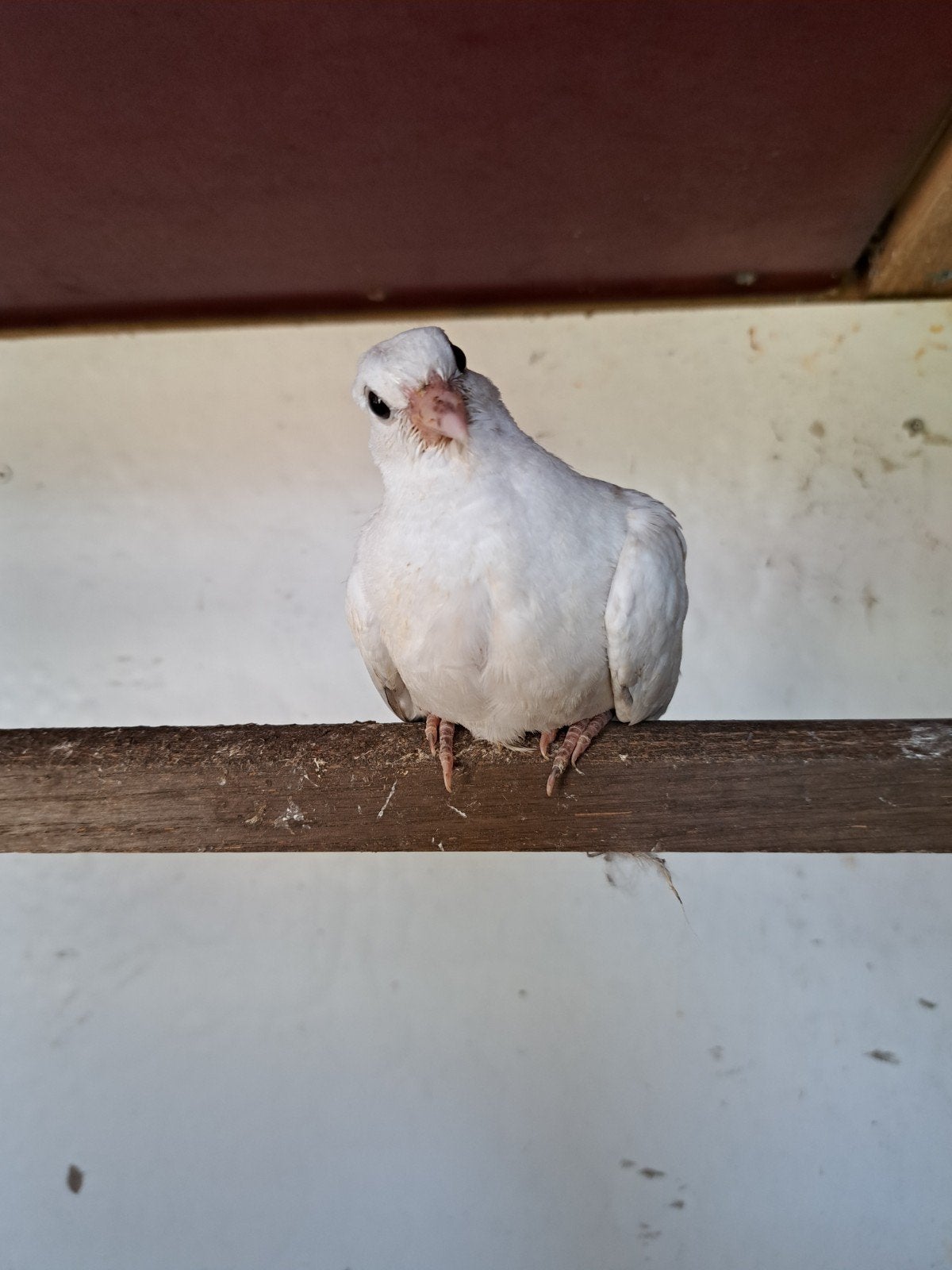 Mooi span jonge tortelduiven., Meerdere dieren, Overige soorten