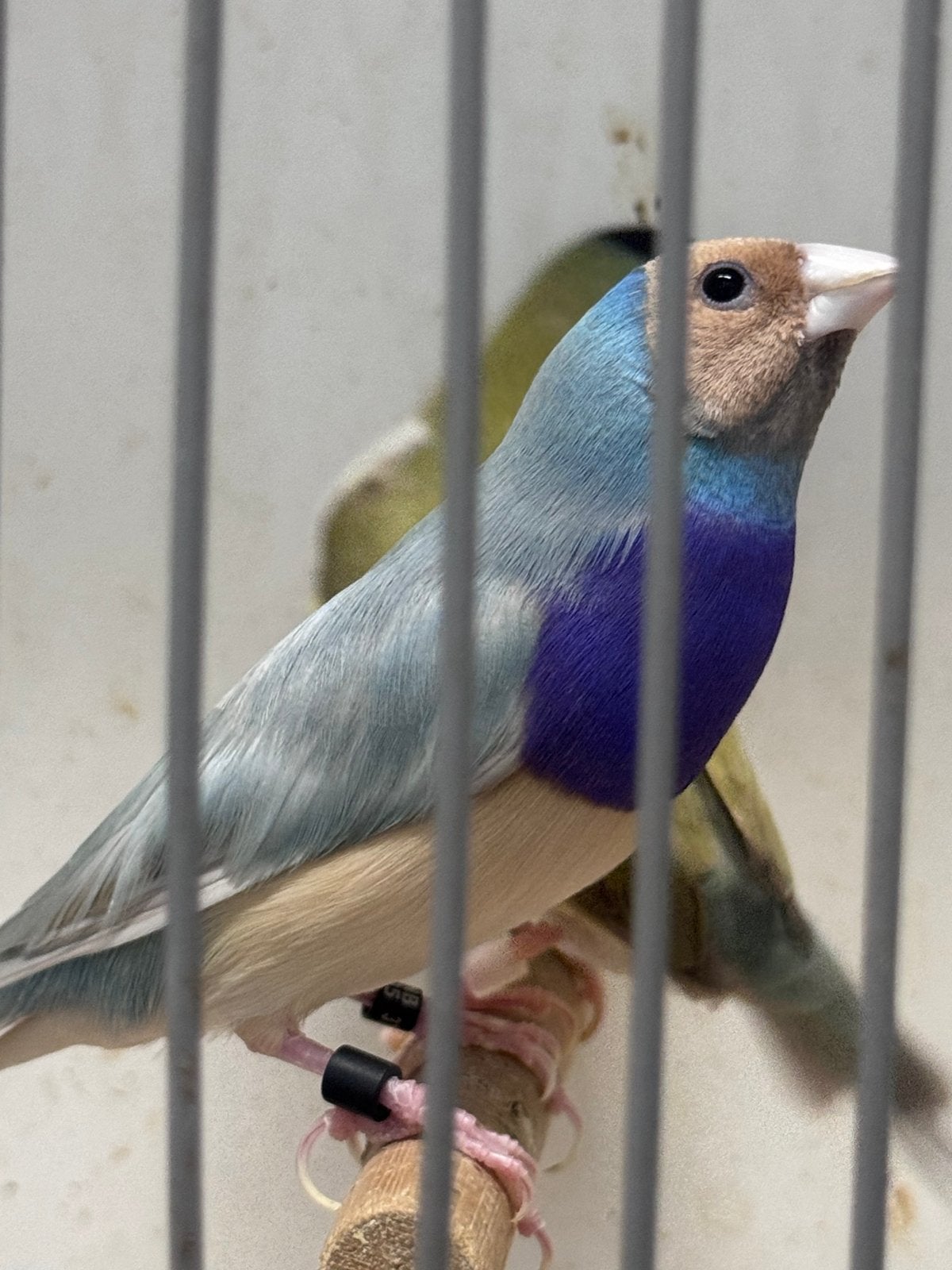 Gouldamadine, Tropenvogel