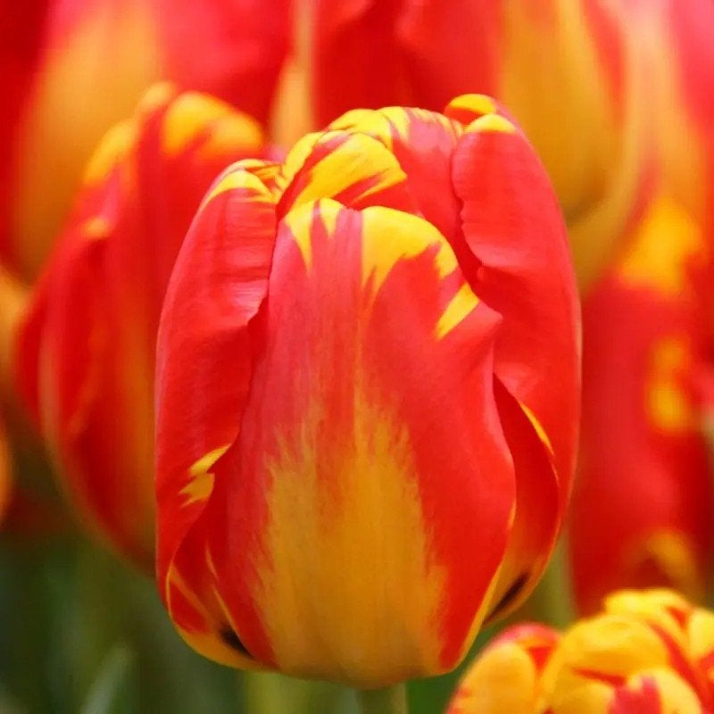 banja luka tulpen tulpenbollen, Ophalen of Verzenden, Volle zon
